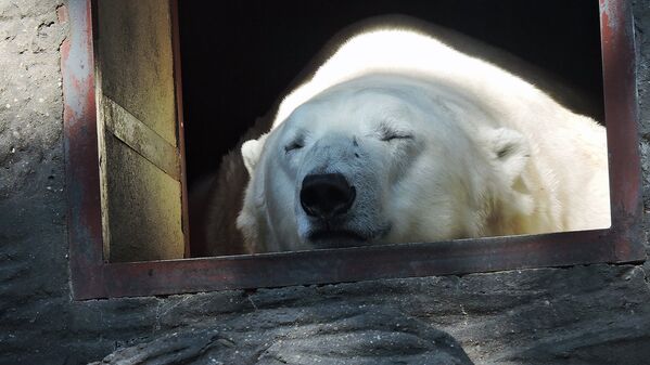 Белый медведь в пражском зоопарке - Sputnik Молдова