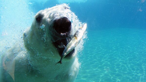 Белый медведь тянется за рыбой - Sputnik Молдова