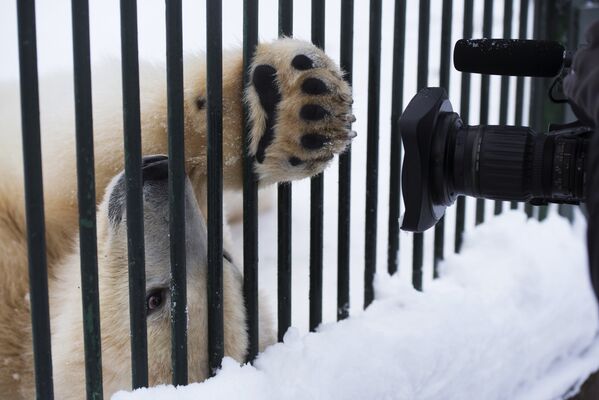 Белые медвежата в Центре воспроизводства редких видов животных Московского зоопарка - Sputnik Молдова