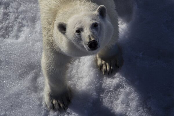 Белый медведь в Северном Ледовитом океане между Землей Франца-Иосифа и Северным полюсом - Sputnik Молдова