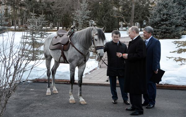 Президенту России Владимиру Путину президент Кыргызстана Алмазбек Атамбаев подарил коня серой масти - Sputnik Молдова