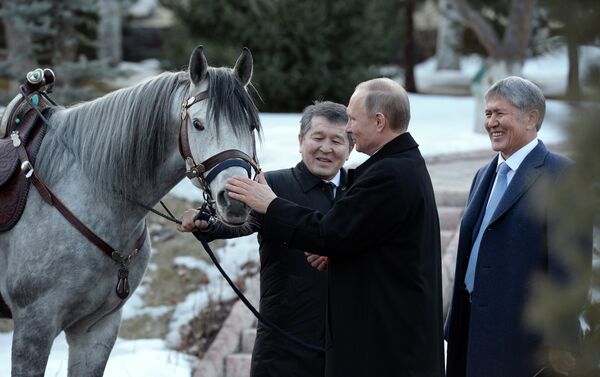 Сегодня личный фотограф президента КР Султан Досалиев выставил в соцсетях несколько снимков Путина и Атамбаева с лошадью серой масти и подписал: после переговоров… - Sputnik Молдова