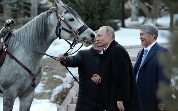 Как рассказали информированные источники, это лошадь кыргызской породы. Кличка, и жеребец это или кобыла неизвестно. - Sputnik Молдова