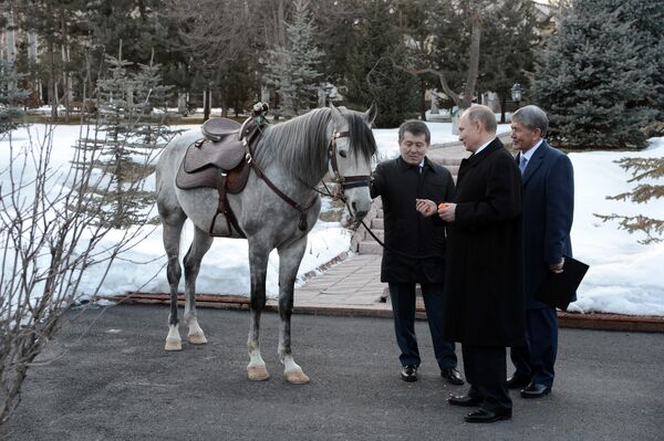 Președintele Kârgâzstanului, Almazbek Atambaev, i-a dăruit omologului său rus, Vladimir Putin, un cal sur Președintele Kârgâzstanului, Almazbek Atambaev, i-a dăruit omologului său rus, Vladimir Putin, un cal sur - Sputnik Moldova