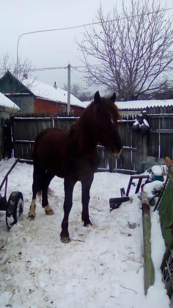 Armăsar Armăsar - Sputnik Moldova