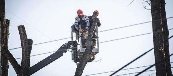 Вырубка деревьев  - Sputnik Moldova