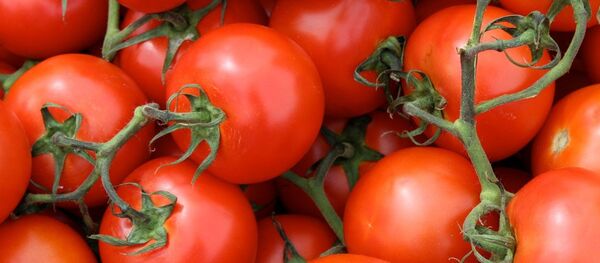Tomatoes Tomatoes - Sputnik Moldova-România