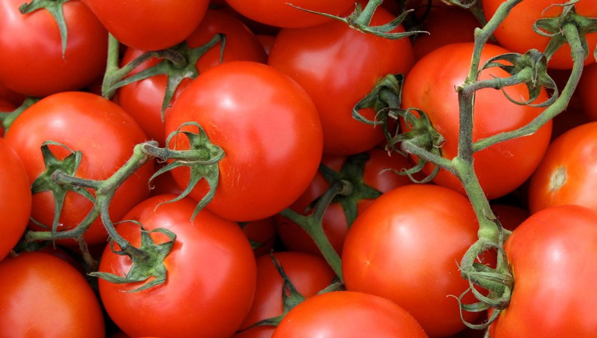 Томаты черри. Помидоры черри. 9 помидор. Ликопин в томатах. Томаты черри.