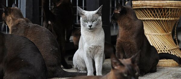 Бирманские коты в вольере, расположенном на берегу озера Инле в восточной части штата Шан, Мьянма. Бирманские коты в вольере, расположенном на берегу озера Инле в восточной части штата Шан, Мьянма. - Sputnik Молдова