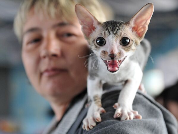 Ориентальная короткошерстная кошка со своей хозяйкой на выставке в Бишкеке, Кыргызстан. - Sputnik Молдова