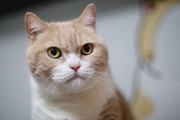 Британский короткошерстный кот в своей доме в Гон-Гонке. - Sputnik Молдова