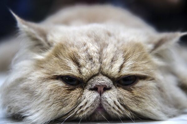 Персидская кошка на выставке в Стамбуле, Турция. - Sputnik Молдова