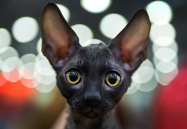 Кошка породы корниш рекс на выставке в Москве, Россия. - Sputnik Молдова
