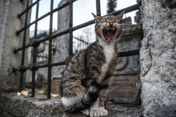 Зевающий кот в Стамбуле - Sputnik Молдова