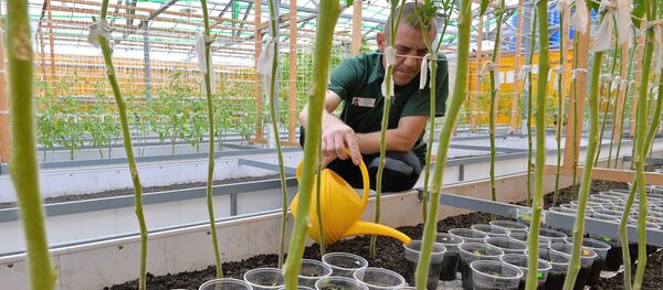 Рассада - Sputnik Moldova