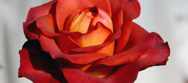 Роза Роза - Sputnik Молдова