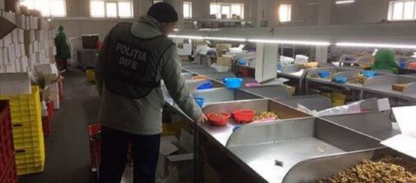 contrabandă miez de nucă - Sputnik Moldova