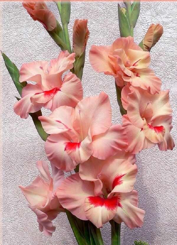 Гладиолусы Юрий Гагарин - Sputnik Молдова