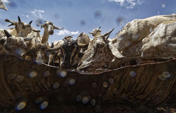 Стадо коз пьют воду из металлического контейнера в Сомали - Sputnik Молдова