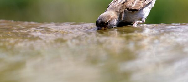 Жара в городе - Sputnik Moldova