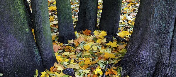 Золотая осень в Санкт-Петербуге - Sputnik Молдова