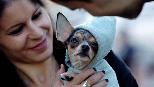 Женщина держит свою собаку во время митинга против нового закона, разрешающего отлавливать собак в общественных местах. Бухарест - Sputnik Moldova