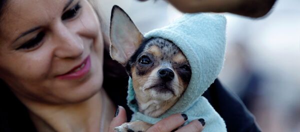 Женщина держит свою собаку во время митинга против нового закона, разрешающего отлавливать собак в общественных местах. Бухарест - Sputnik Moldova