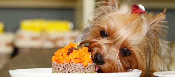 Работа груминг салона для собак в Москве - Sputnik Молдова