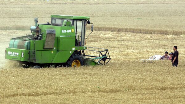 A group of Chinese farmers watch as a harvester cuts the ripe wheat plants at their farm in the suburbs of Beijing (File) - Sputnik Moldova-România