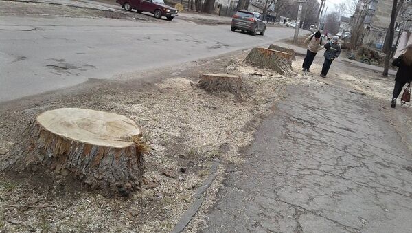 На Ботанике спилили здоровые деревья - Sputnik Молдова