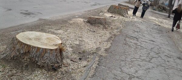 На Ботанике спилили здоровые деревья - Sputnik Молдова