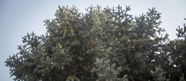 Ель. Архивное фото - Sputnik Молдова