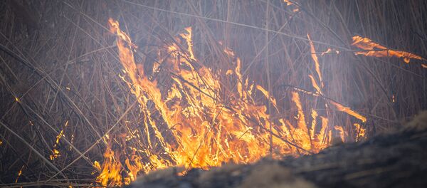Возгорание сухой растительности - Sputnik Молдова
