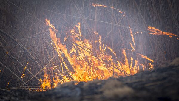 Пожар сухой растительности - Sputnik Молдова