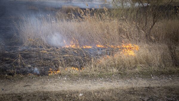 incendiu de vegetatie - Sputnik Молдова