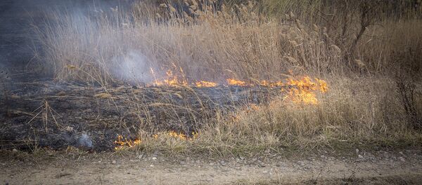 incendiu de vegetatie - Sputnik Молдова