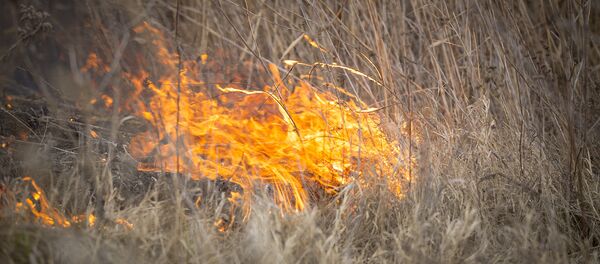 incendiu de vegetatie incendiu de vegetatie - Sputnik Молдова