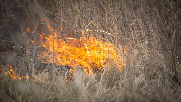 incendiu de vegetatie  - Sputnik Молдова