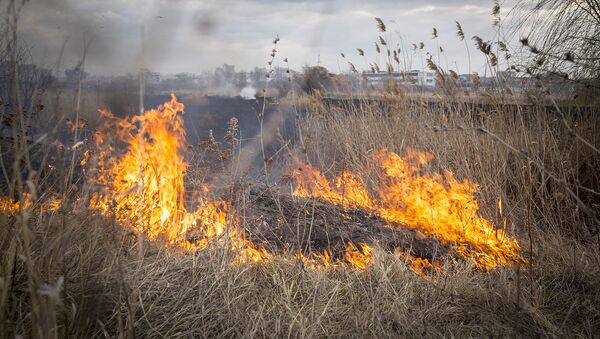 Возгорание сухой растительности - Sputnik Молдова