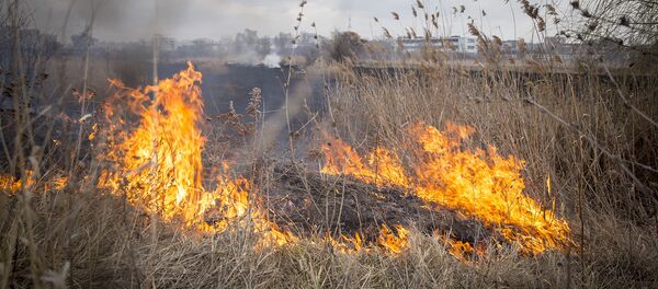 Горение сухой травы. Архивное фото - Sputnik Молдова