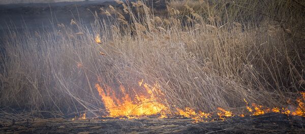 incendiu de vegetatie - Sputnik Молдова