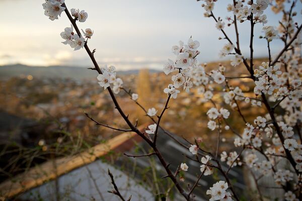 Дерево в цвету Дерево в цвету - Sputnik Молдова