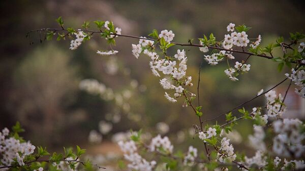 Весна. Деревья в цвету - Sputnik Молдова
