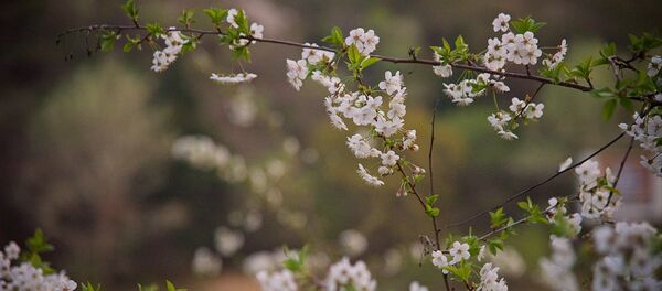 Весна. Деревья в цвету Весна. Деревья в цвету - Sputnik Молдова