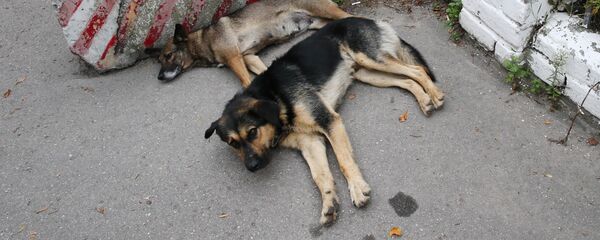 Maidanezi - Sputnik Moldova