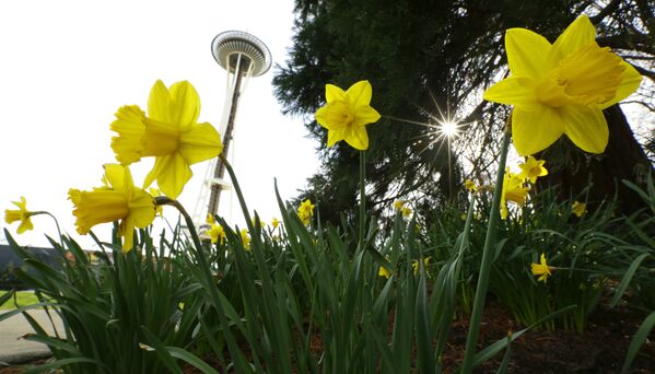 Цветы и обзорная башня в Сиэттле, штат Вашингтон, США. - Sputnik Молдова