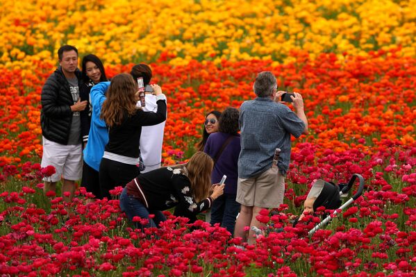 Câmp în floare, Carlsbad, California, SUA. - Sputnik Moldova