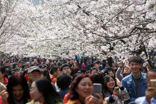 Turiști care se fotografiază pe fundalul unei livezi cu cireși în floare la Nanjing, China. - Sputnik Moldova