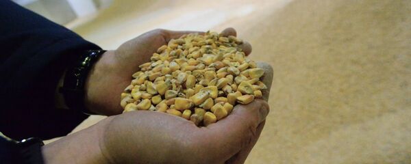 Porumb - Sputnik Moldova