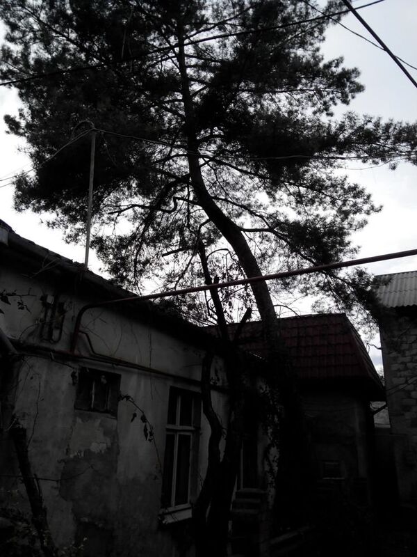 Сосна во дворе старого Кишинева - Sputnik Молдова